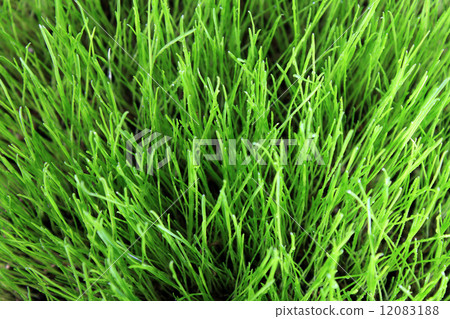 meadow close-up 12083188