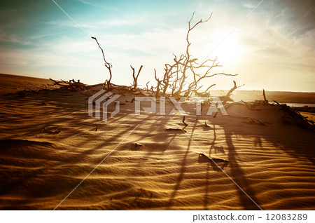 Desert landscape with dead plants in sand dunes under sunny sky. 12083289