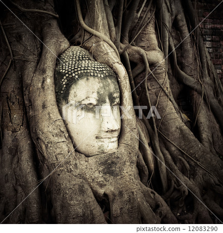 Buddha Head in the tree roots. Wat Mahathat. Ayutthaya, Thailand Buddha Head in the tree roots. Wat Mahathat. Ayutthaya, Thailand 12083290