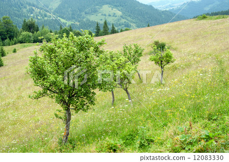Apple trees at meadow in Carpathian mountains. Ukraine 12083330