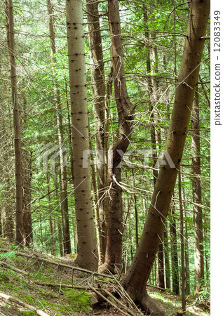 Deep highland forest at Carpathian mountains. Ukraine Deep highland forest at Carpathian mountains. Ukraine 12083349