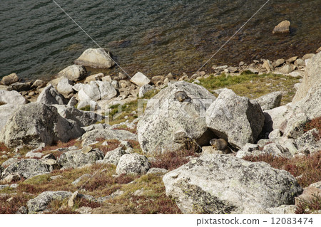 Marmot Marmot 12083474