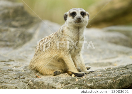 Meerkat 12083601