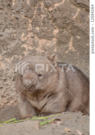 Common won bat 12084264