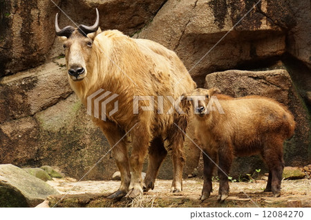 Golden Takin Golden Takin 12084270
