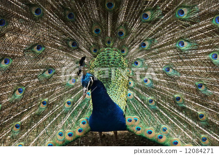 Indian peacock 6 Indian peacock 6 12084271