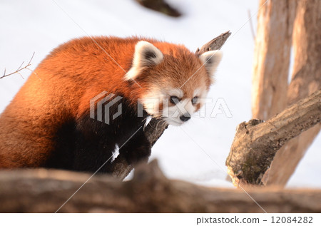Lesser panda Lesser panda 12084282