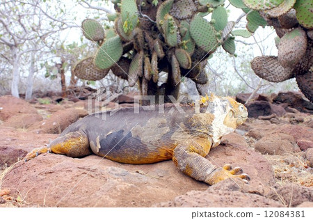 The World Heritage No. 1 Galapagos Islands, the land iguana waiting for the fall of the cactus fruit 12084381