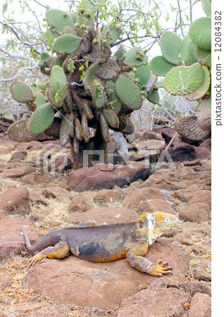 The World Heritage No. 1 Galapagos Islands, the land iguana waiting for the fall of the cactus fruit 12084382