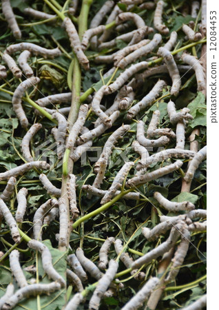 Bombyx mori silkworm (Fukaya city, Saitama Prefecture) 12084453