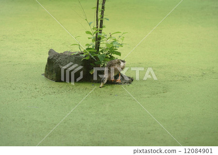 A duck to eat with algae pond A duck to eat with algae pond 12084901
