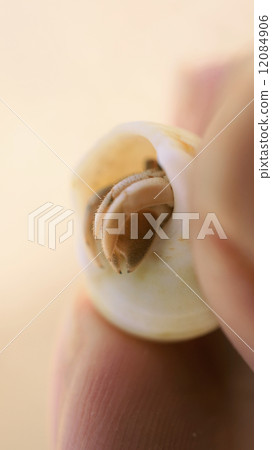 Up of Hermit crabs held by hand 12084906