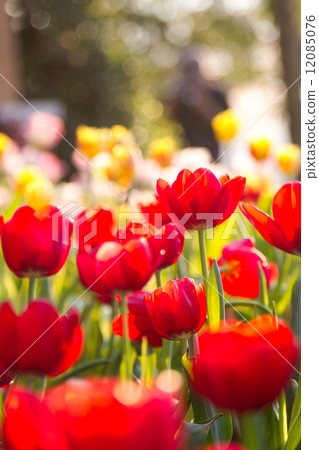 Red tulips with Bouquet Red tulips with Bouquet 12085076