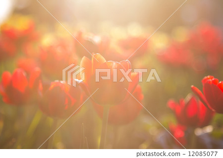 Red tulips with Bouquet Red tulips with Bouquet 12085077