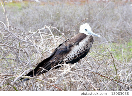 World Heritage No. 1 Gunkandri inhabiting the Galapagos Islands 12085088