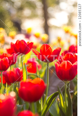Red tulips with Bouquet Red tulips with Bouquet 12085127