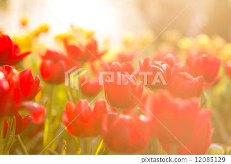 Red tulips with Bouquet Red tulips with Bouquet 12085129
