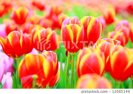 Tulips in the garden Tulips in the garden 12085149