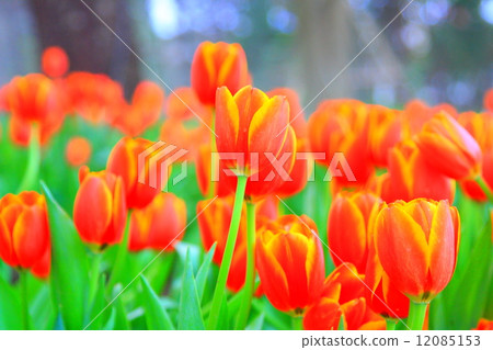 Tulips in the garden Tulips in the garden 12085153