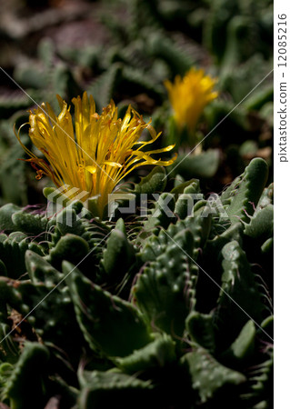 Dersert bloom - 32 Dersert bloom - 32 12085216