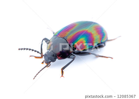 Nagai nigiri Nagai nigiri 12085367