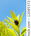 Ladybird 12085372