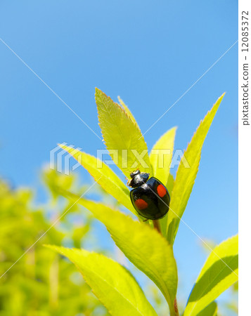 Ladybird Ladybird 12085372