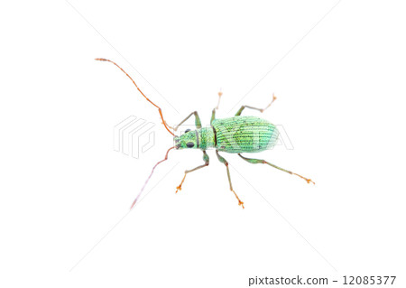 A type of Cutuff weevils subfamily 12085377