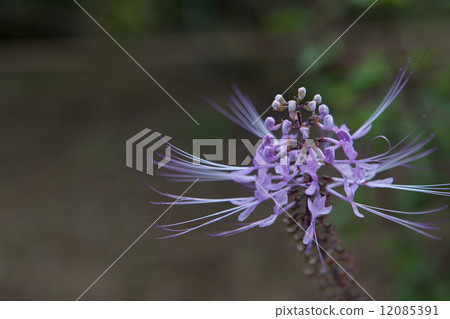 貓豆芽 貓豆芽 12085391