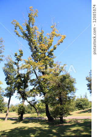 Early autumn park 12085874