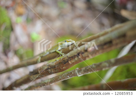 Ogasawara alien species green anol 12085953