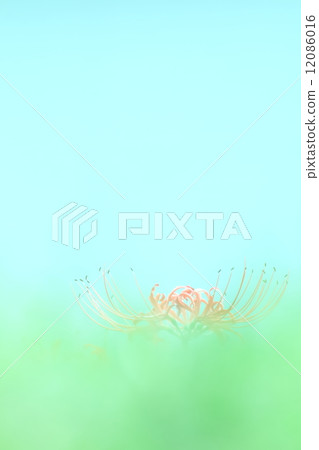 Cluster amaryllis 12086016