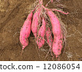 sweet potato 12086054