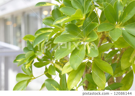 內部觀葉植物 12086144