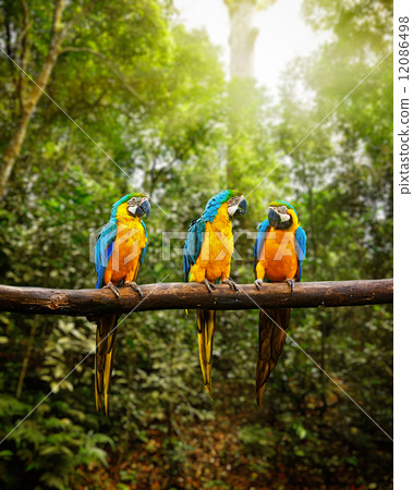 Blue-and-Yellow Macaw Ara ararauna in forest 12086498