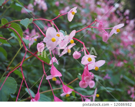 Shukaido（埼玉縣Tok川市） 12086982