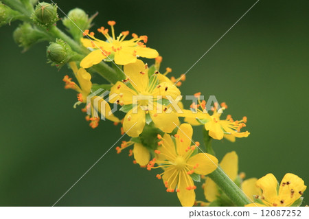 天然植物Kinmizuhiki，收集鮮黃色花朵的尖刺耳朵是顯眼的。這種草種也會成為“昆蟲叮咬” 12087252