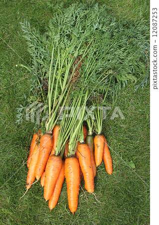 Washed carrots with tops from the garden-bed on the green grass Washed carrots with tops from the garden-bed on the green grass 12087253