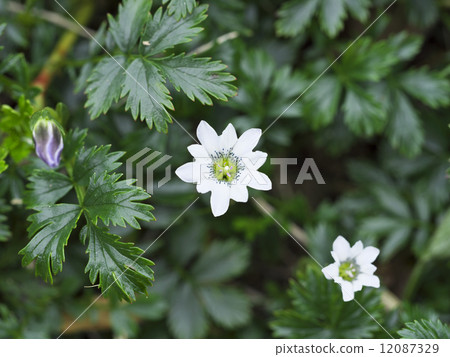 Shirobana Tateyama Gentian 12087329