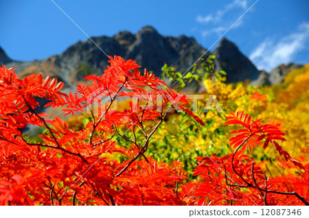 活潑的樹葉 12087346