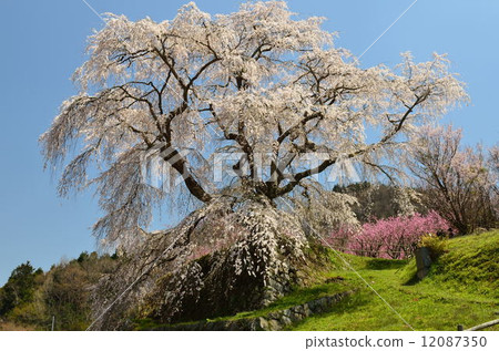 又兵衛櫻 12087350