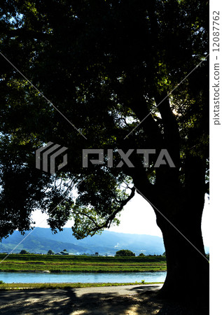 Shade of tree 12087762