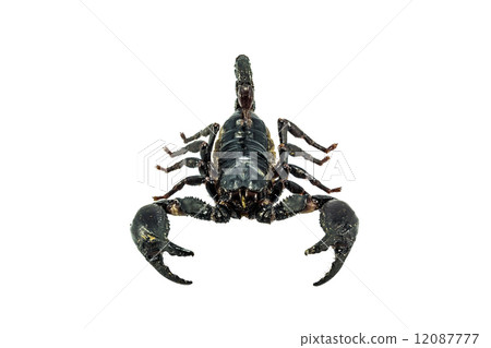 Scorpion Scorpion 12087777