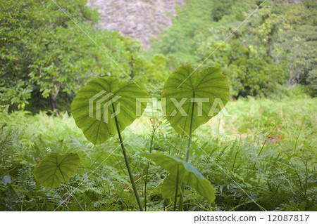 Ogasawara Kwazimo leaves Ogasawara Kwazimo leaves 12087817