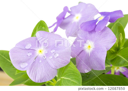 Purplish days with waterdrops Grass flowers 12087850