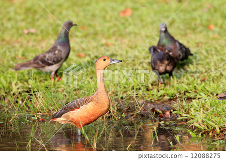 Ryukyu Gumo 12088275