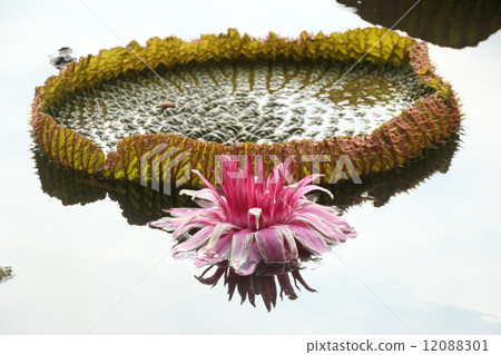 Ohio Bonus Ohio Bonus 12088301