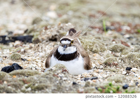 Komichiri 2 Komichiri 2 12088326