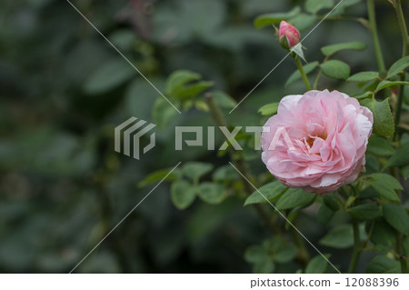 Four seasons flower rose (St. Cecilia) Four seasons flower rose (St. Cecilia) 12088396