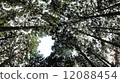 樹 12088454